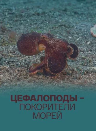 Цефалоподы - покорители морей