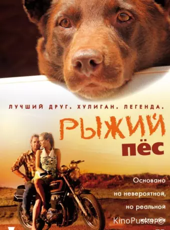 Рыжий пес